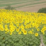 Agroturismo La Campagna Di Assignano